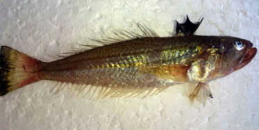 Antalya'da Zehirli Trakonya Balığı İçin Uyarısı Geldi