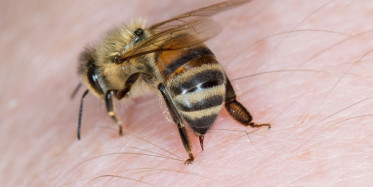 Arı Sokması Bilinç Kaybı Yaşatabilir, Ani Ölüme Sebep Olabilir!