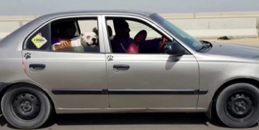 Artık Hayvanların da Taksisi Var!