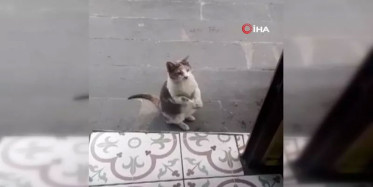 Artvin’de Kameralara Yakalanan Kendi Sosyal Medyada Gündem Oldu