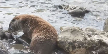 Artvin'de Su Samuru Derede Balık Avladı
