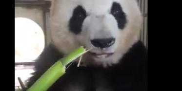 Bambu Yerken İnsanın İştahını Açan Sevimli Panda