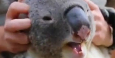 Sevgiye Her Zaman Aç Olan Şirin Koala