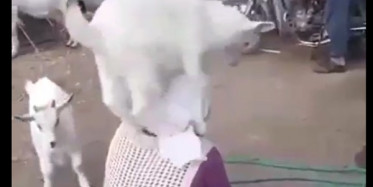 Nenenin Tepesine Çıkan Sevimli Keçiler