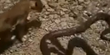 Aslan ile Pitonun Amansız Mücadelesi