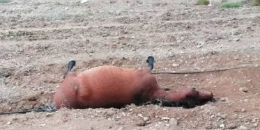 Marmaris'te At Katliamı