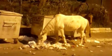 Adalar'daki Atların Görüntüleri Yürek Burktu
