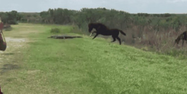 Atlara Saldıran Timsahın Hazin Sonu!