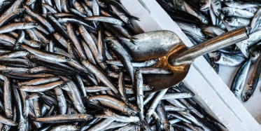 Avlanma Kararı Hamsi Fiyatlarını Etkiledi