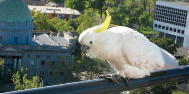 Avustralya’da Bir Kasabayı Papağanlar İstila Etti
