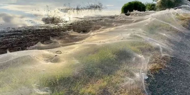 Avustralya'da Yaşanan Yağışlar Sonrası Ortaya Dev Örümcek Ağları Çıktı