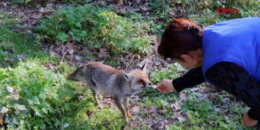 Aydın'da Aç Tilkiyi Elleriyle Besledi
