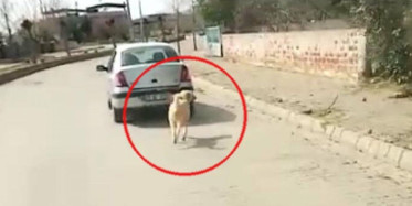 Aydın'da Köpeği Aracının Arkasına Bağlayıp Koşturdu