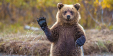 Ayı Kurtarma Operasyonu