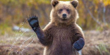 Bir Boz Ayı Ne Kadar Merhametli Olabilir? İşte Yanıtı