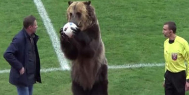 Başlama Vuruşunu Ayı Yaptı! Görenler İnanamadı