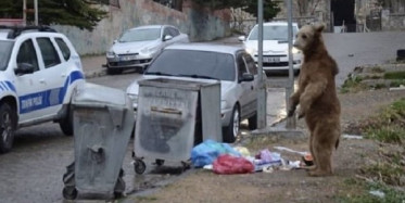 Kars'ın Sarıkamış İlçesinde Aç Kalan Ayı Mahalleye İndi 