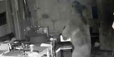 Trabzon'da Aç Kalan Ayı Alabalık Tesisine Girdi