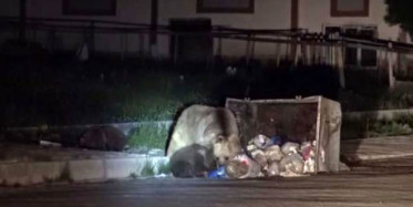 Bozayılar Kars'a İndi