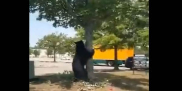 New Jersey'de Ağaca Tırmanmaya Çalışan Ayının Sevimli Halleri