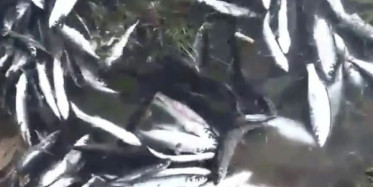 Yüzlerce Balık Kıyıya Vurdu!