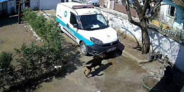 Bahçedeki Köpekten Korkan Kargocu Ağaca Tırmandı