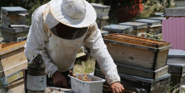 Bahçesinde bulduğu arılar mesleği oldu