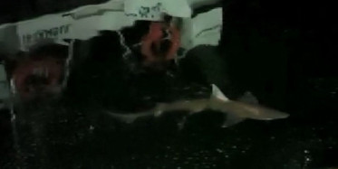 Balıkçılar Tedirgin! Haliç'te Köpek Balığı Görüldü