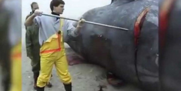 Kıyıya Vuran Balina Patladı! İçinden Çıkanlar Şok Etti...