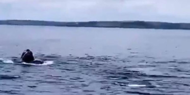 Balina ve Yunusların Şovu 