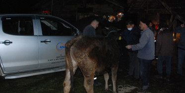 Bartın'da Çukura Düşen İneğe AFAD Müdahalesi