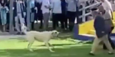 Başıboş köpek terörü bitmek bilmiyor! İzmir'deki mezuniyet töreninde davetliler nereye kaçacağını şaşırdı!