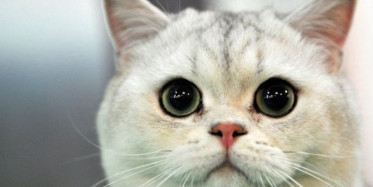 Bebek Telsizinden Gelen Kedinin Çığlığa Koşan Anne Karşılaştığı Manzarayla Şoke Oldu!