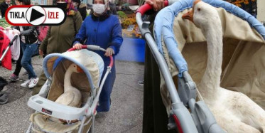 Kesmek İçin Aldıkları Kazı Bebek Arabasında Dolaştırdı