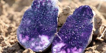 Binbir Derda Deva Mor Patatesin Hasadına Başlandı