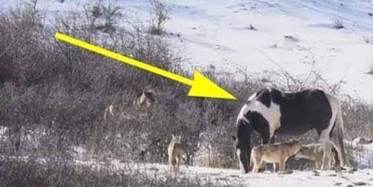 Bir At Tek Başına Altı Kurda Karşı!