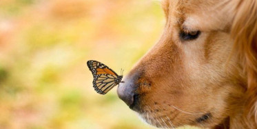 Birlikte Oyun Oynayan Yavru Köpek ve Kelebeğin Eğlenceli Dakikaları