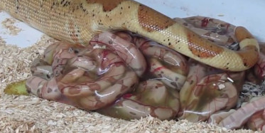 Boa Yılanının Doğum Anı Görenleri Şoke Ediyor!