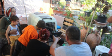 Bodrum'da İlk Defa İguana Görmek İçin Sıraya Girdiler