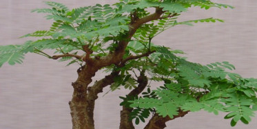 Genç Kadın Sokak Ortasında Öyle Bir Şey Yaptı Ki!