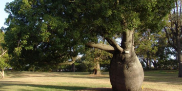 Dünyanın En ilginç Bitkilerinin Hayret Verici Özellikleri