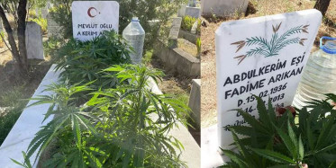 Böyle Olay Görülmedi: Anneannesinin Mezarında Kenevir Yetiştirdi!