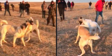 Böyle Vicdansızlık Yok! Köpekleri Birbirine Parçalattılar