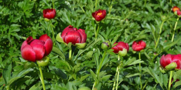 Ayı Gülü Çiçeğini Koparmanın Cezası 80 Bin TL