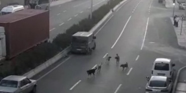 Buca'da Köpek Saldırıları
