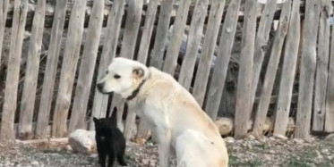 Burdur'da Yavruları Ölen Köpek Kediyi Emziyor