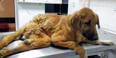 Burdur'da Çöplükte Bulunan Yaralı Sokak Köpeği Tekerlekli Yürüteç İle Yaşama Tutunacak