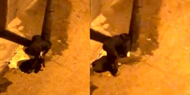 Bursa'da akılalmaz hırsızlık! Çöp kovalarını demir makasla keserek çalmaya kalkıştı