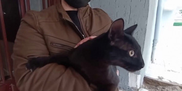 Bursa'da Boş Evin Balkonuna Düşen Kedinin İmdadına İtfaiye Yetişti