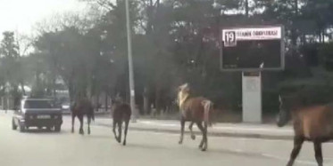 Bursa'da Tepki Çeken Görüntü! Arabanın Arkasında 4 Atı Koşturdu